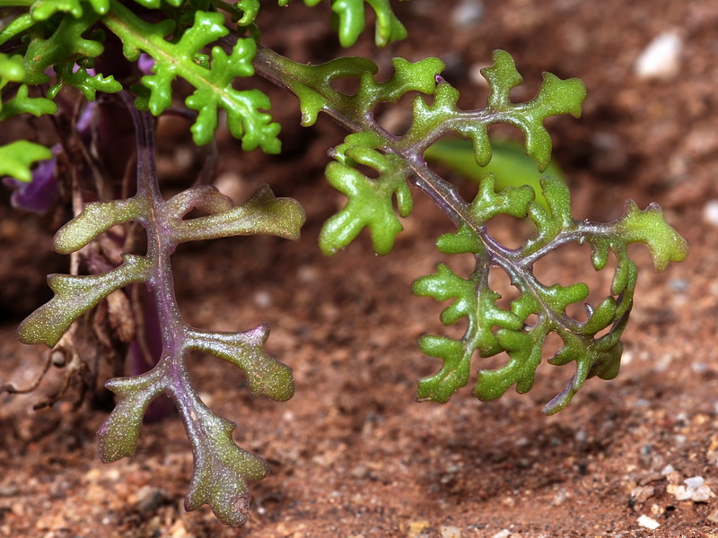 Senecio alboranicus.02