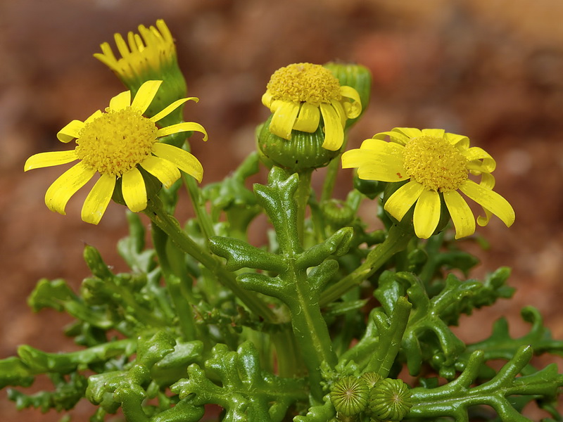 Senecio alboranicus.03