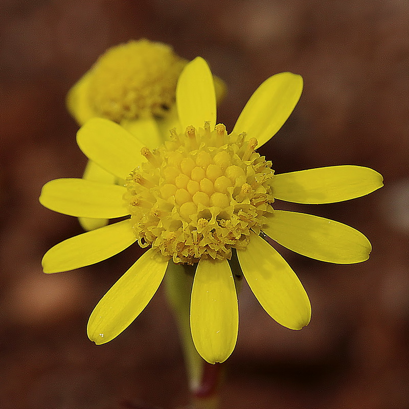 Senecio alboranicus.04