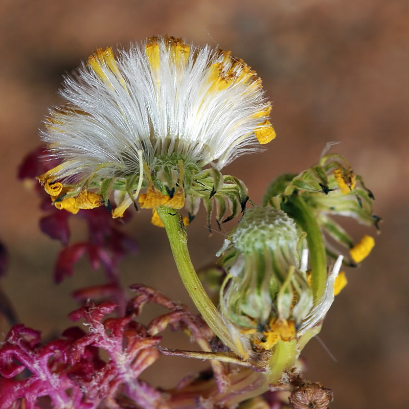 Senecio alboranicus.05