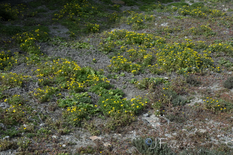 Senecio alboranicus.08