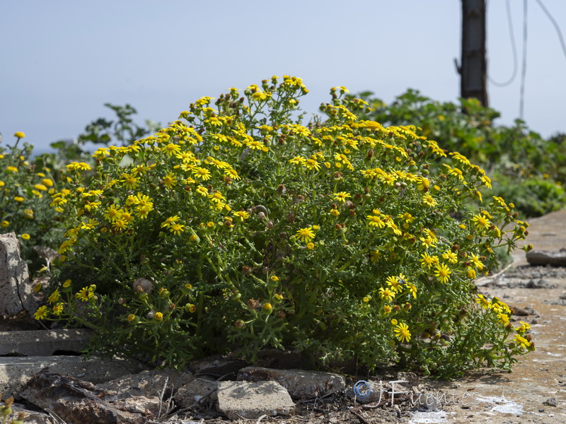Senecio alboranicus.10