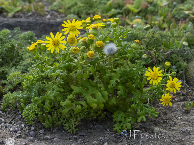 Senecio alboranicus.11