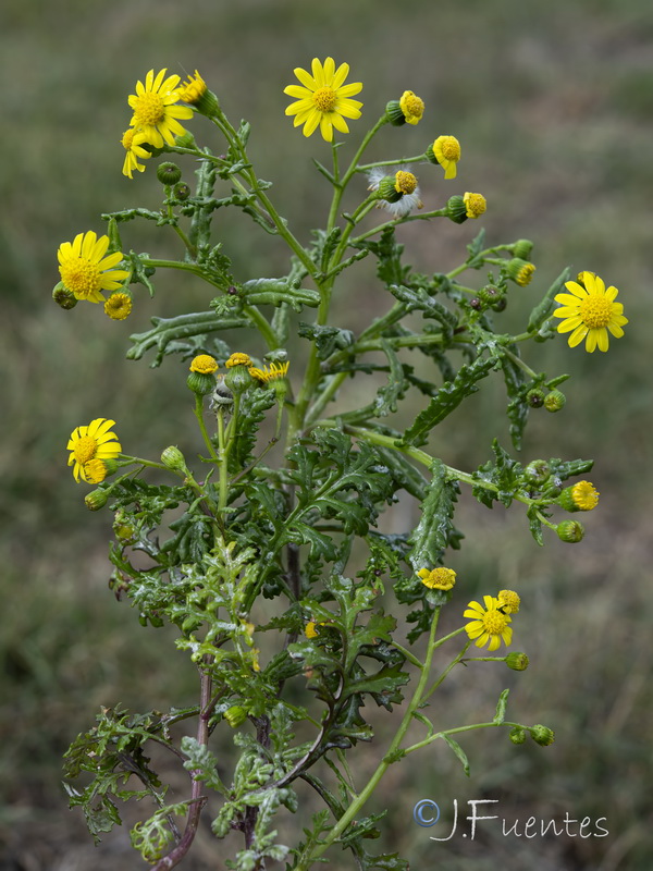 Senecio alboranicus.12