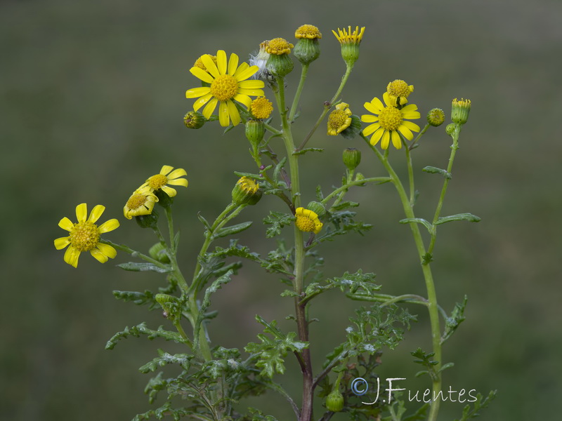 Senecio alboranicus.03