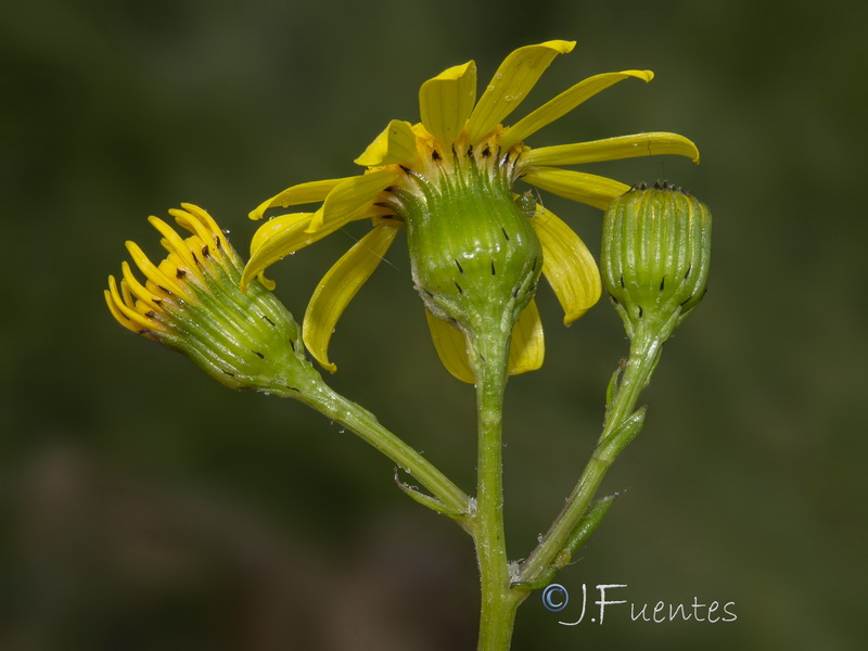 Senecio alboranicus.17