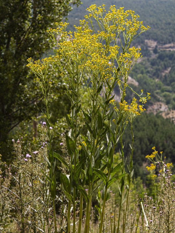 Senecio altissimus.01