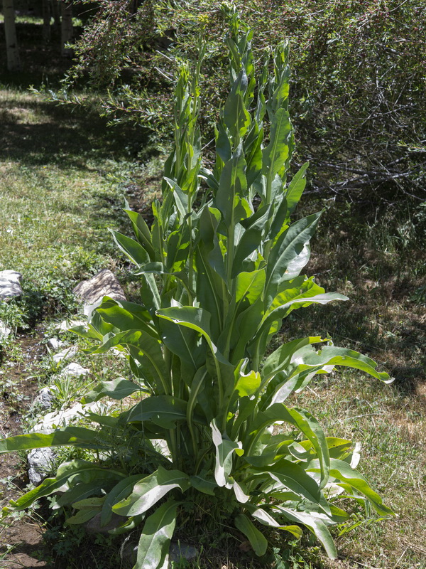 Senecio altissimus.02