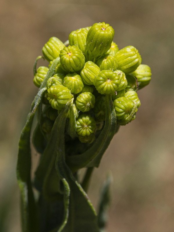 Senecio altissimus.07