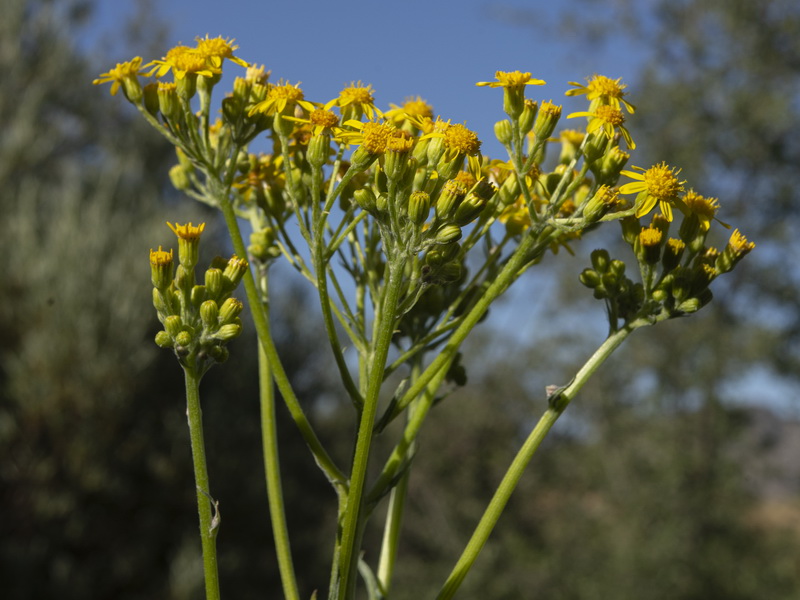 Senecio altissimus.11