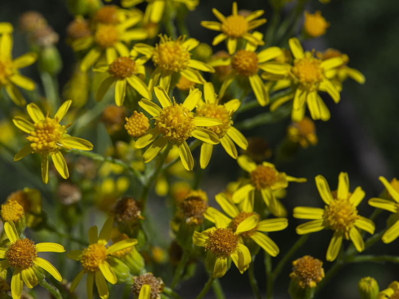 Senecio altissimus.13