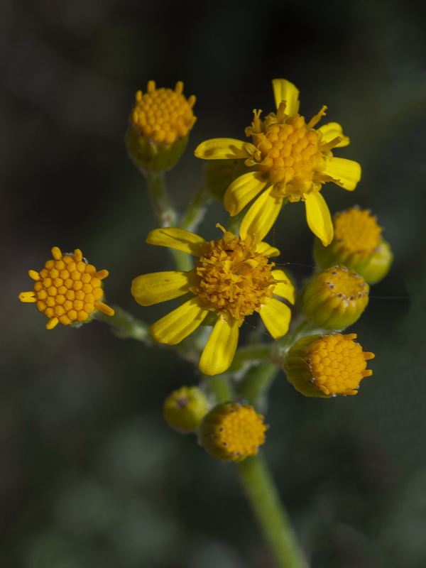 Senecio altissimus.18