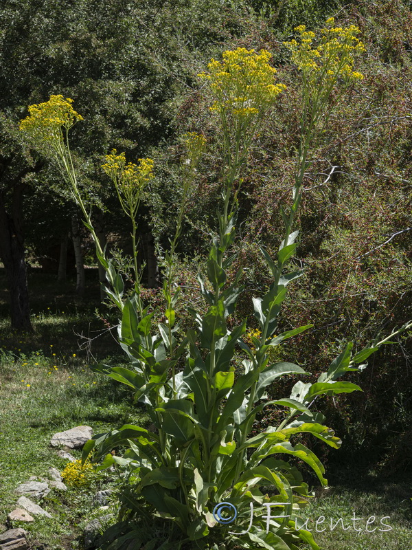 Senecio altissimus.22