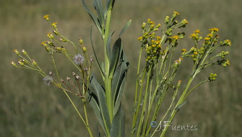 Senecio altissimus.27