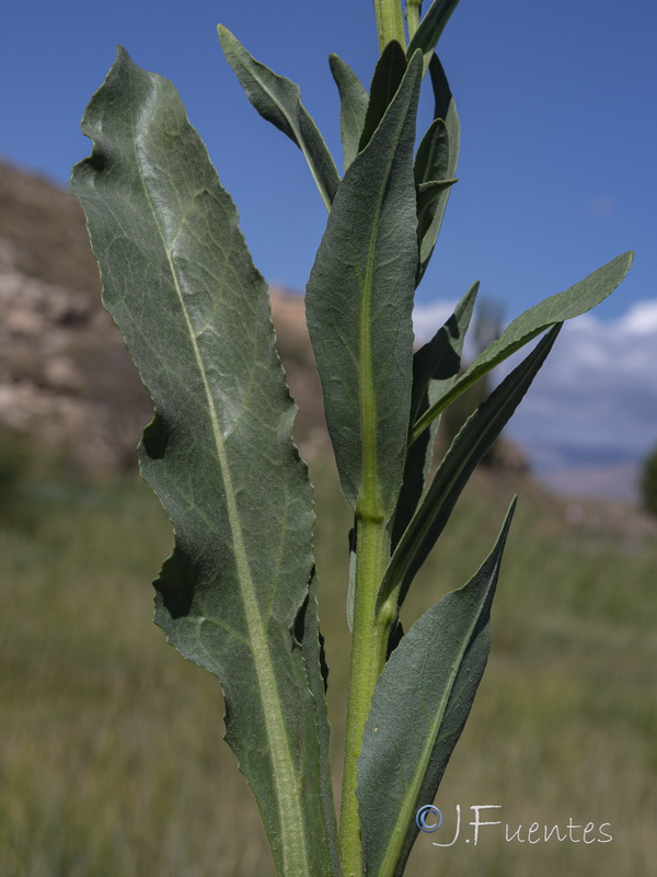 Senecio altissimus.30