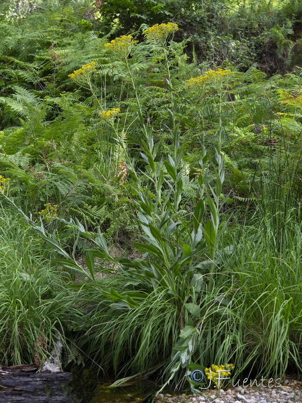 Senecio altissimus.33