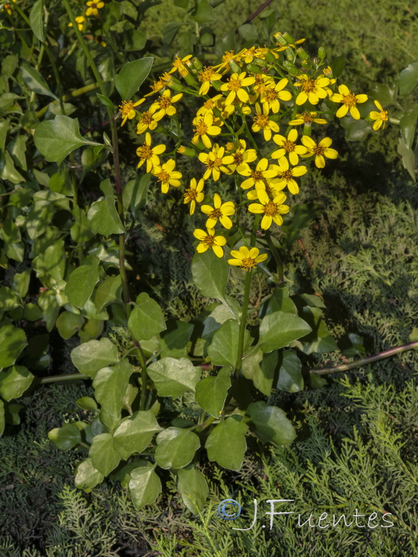 Senecio angulatus.01