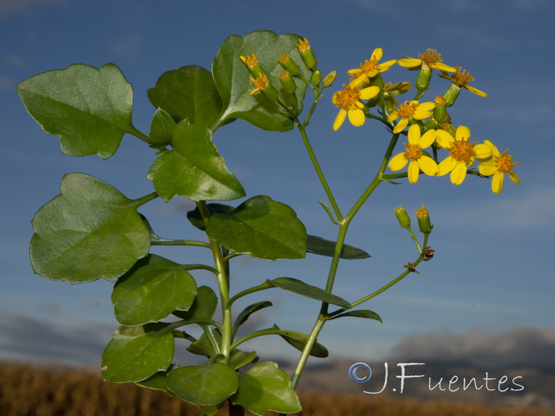 Senecio angulatus.02