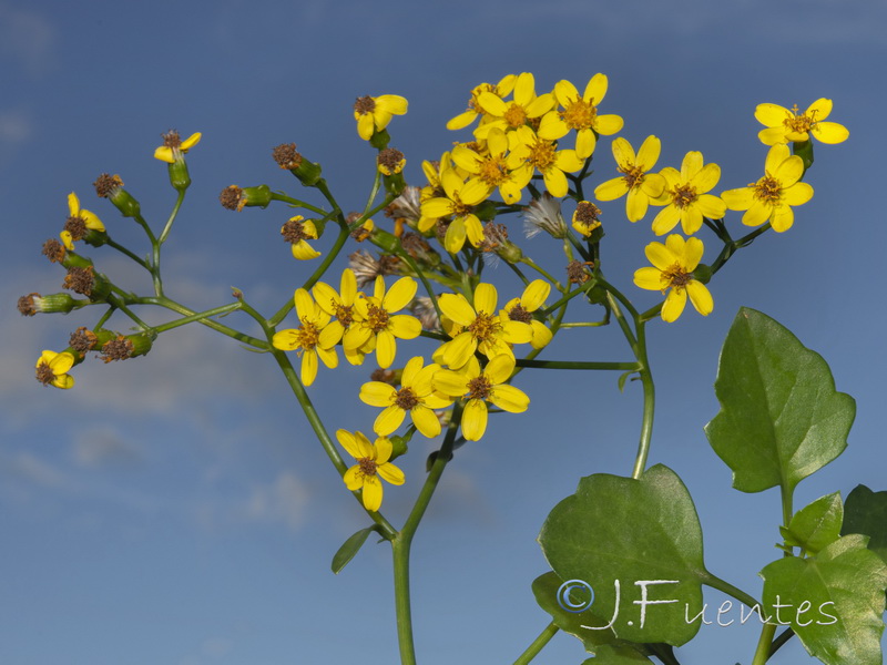 Senecio angulatus.04