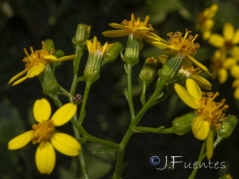 Senecio angulatus.05