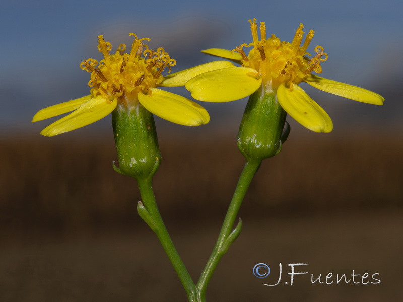 Senecio angulatus.06