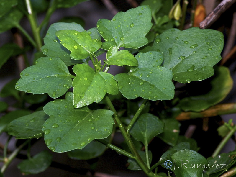 Senecio angulatus.07