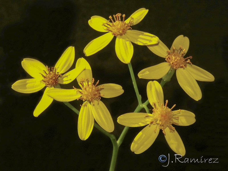 Senecio angulatus.08