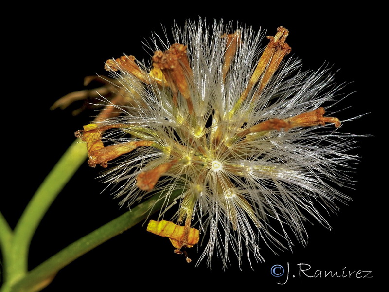 Senecio angulatus.10