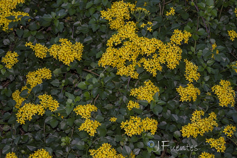 Senecio angulatus.11