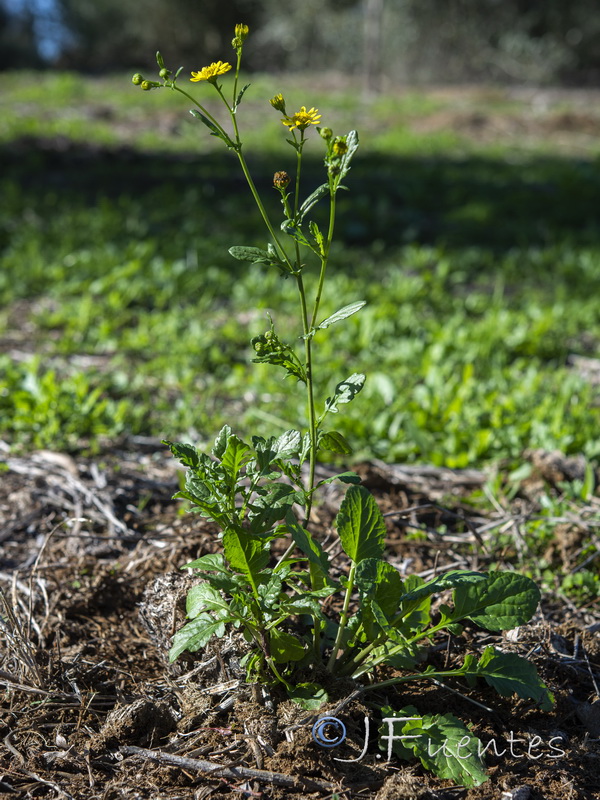 Senecio aquaticus.01