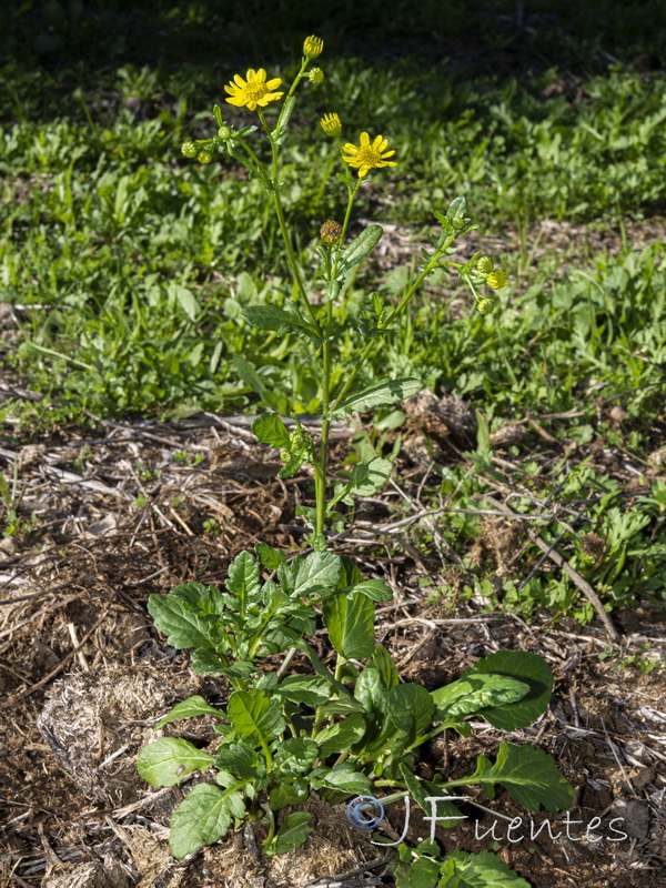 Senecio aquaticus.02