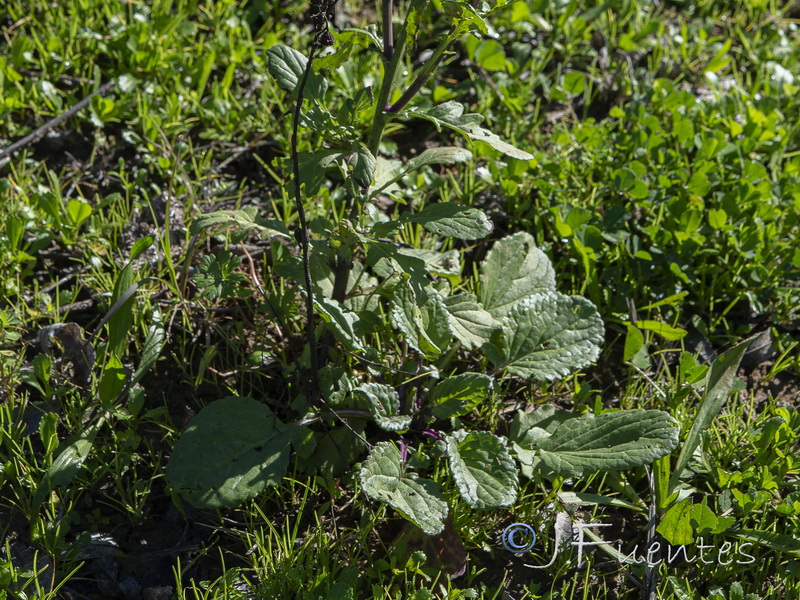 Senecio aquaticus.03