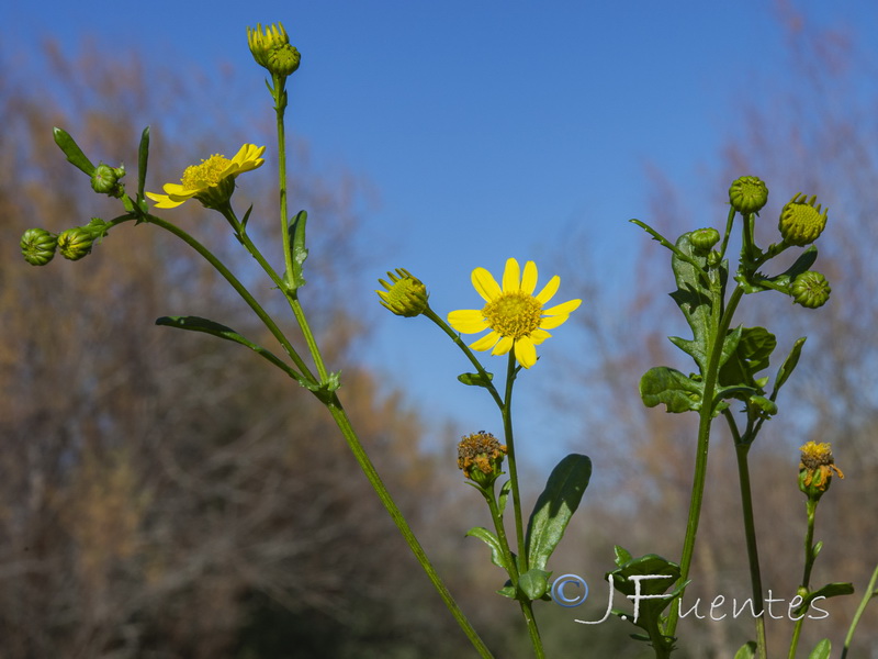 Senecio aquaticus.04