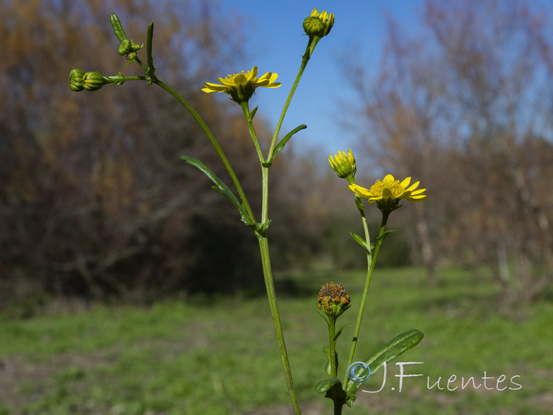 Senecio aquaticus.05