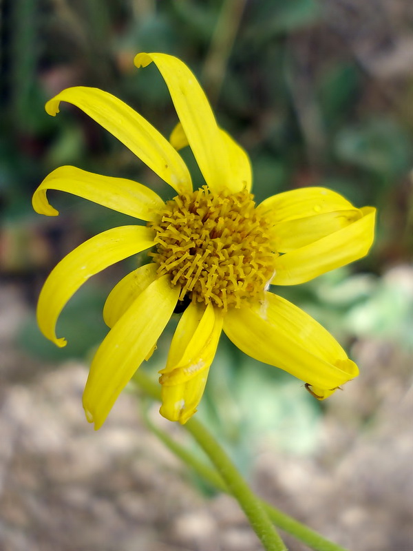 Senecio auricula auricula.06