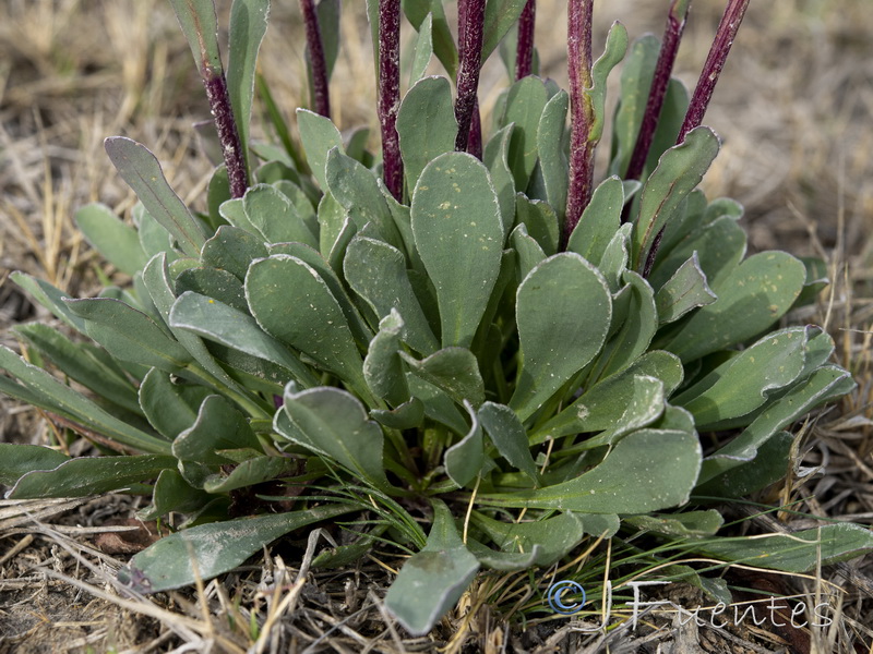 Senecio auricula auricula.13