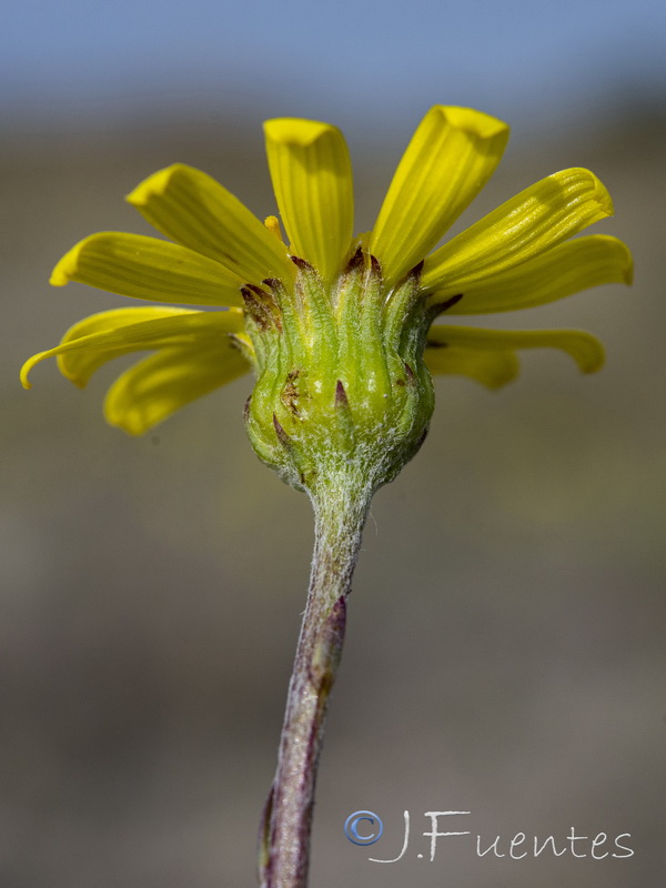 Senecio auricula auricula.15