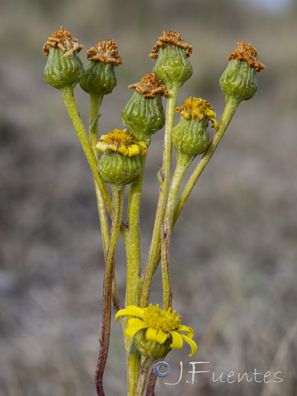 Senecio auricula auricula.16