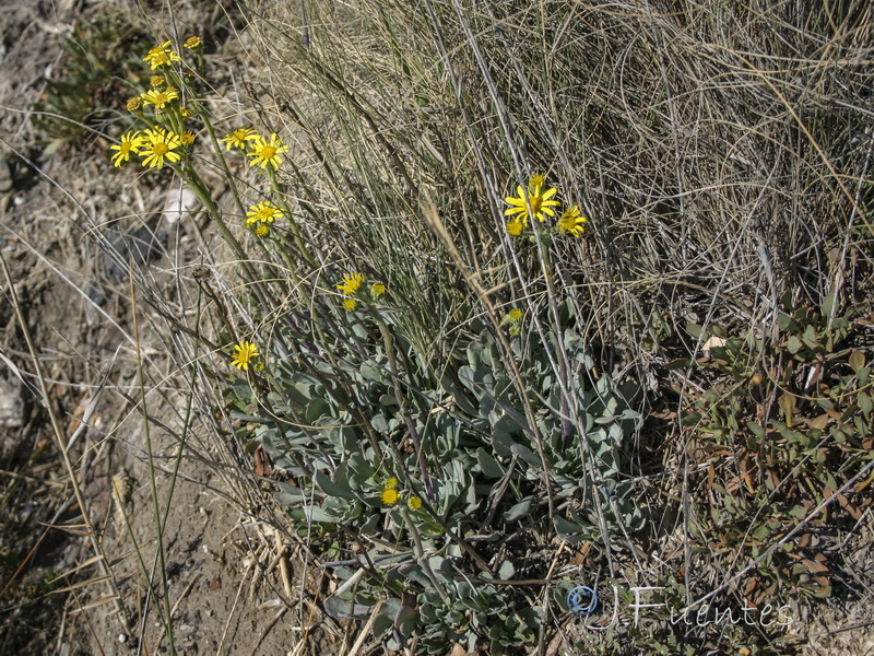 Senecio auricula auricula major.03