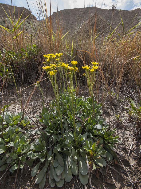 Senecio auricula auricula major.06
