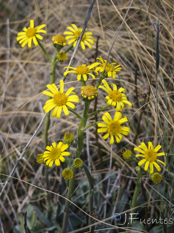 Senecio auricula auricula major.10