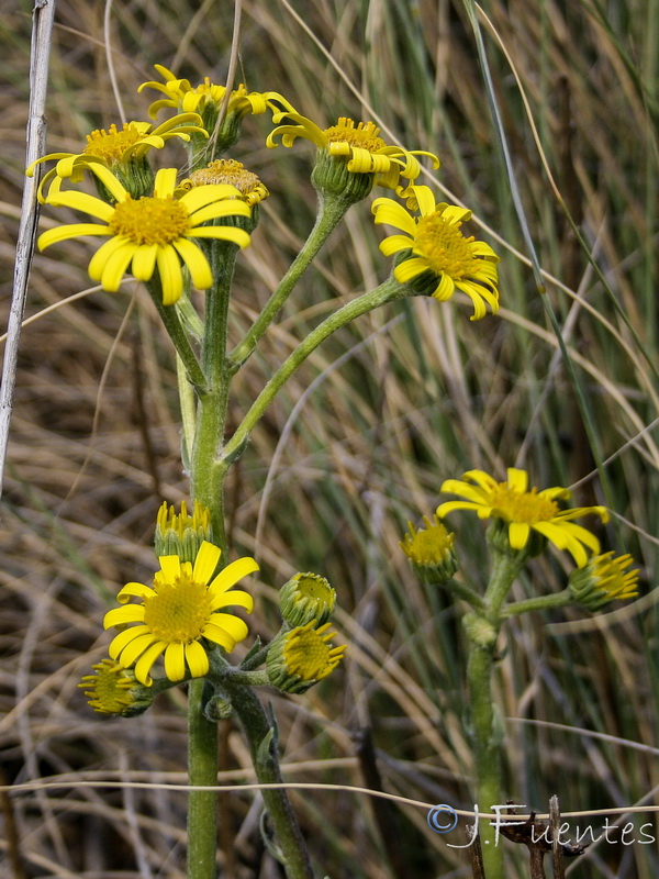 Senecio auricula auricula major.11