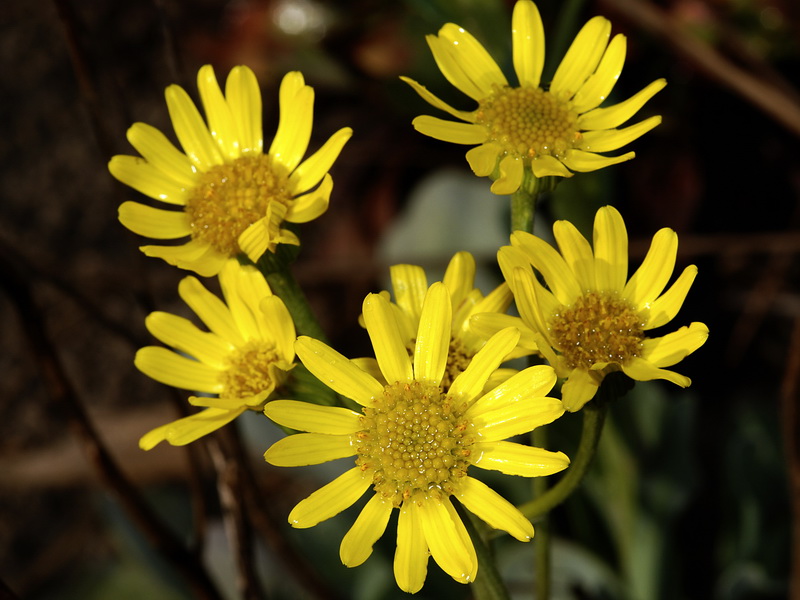Senecio auricula auricula major.12