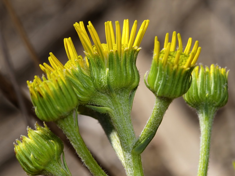 Senecio auricula auricula major.15