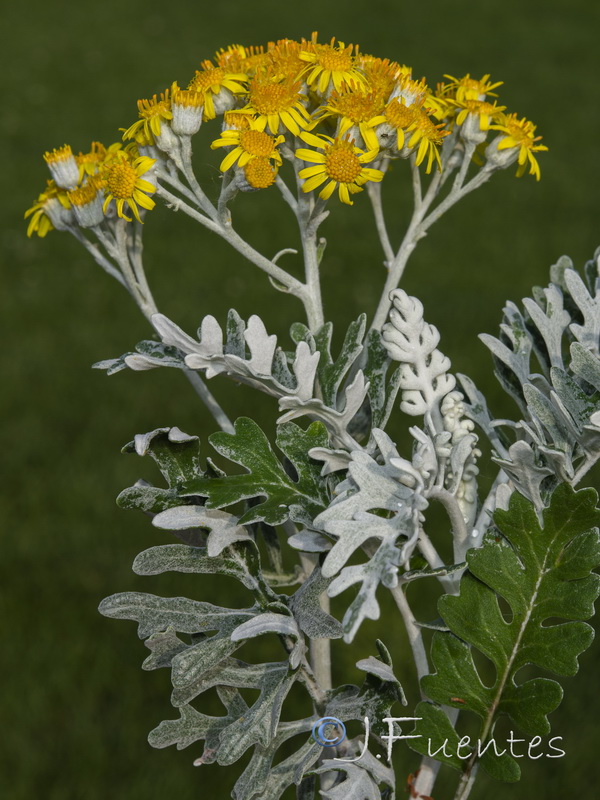 Senecio bicolor cineraria.02