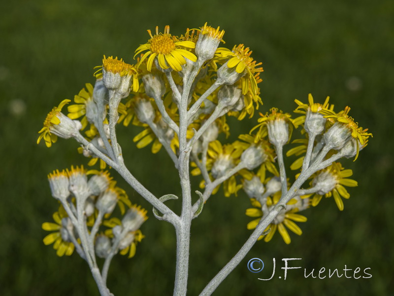 Senecio bicolor cineraria.03