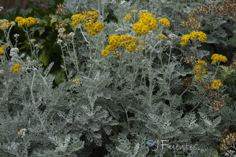 Senecio bicolor cineraria.04