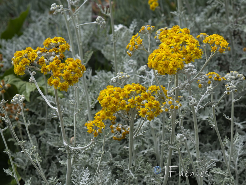 Senecio bicolor cineraria.05
