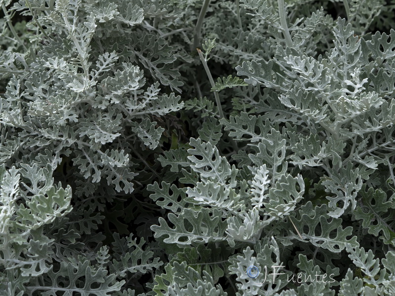 Senecio bicolor cineraria.06