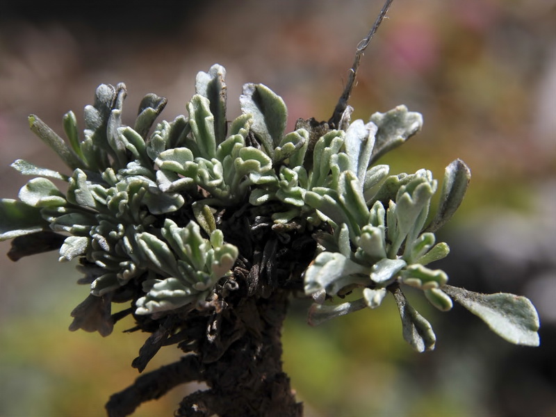 Senecio boissieri.06